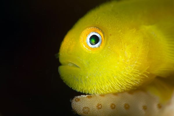 Lubricogobius exiguous - Bearded goby
