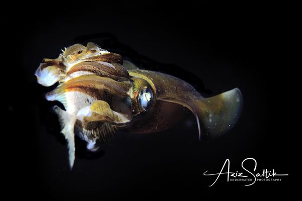 Hunting squid - Blackwater dive